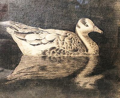 The Grey Swan