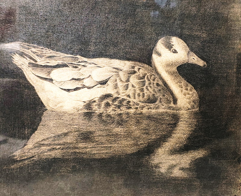 The Grey Swan The Grey Swan